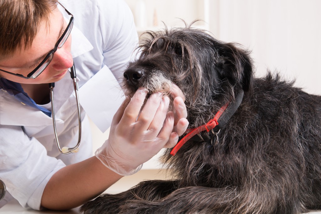 Veterinary Medicine | Bachelor of Health Sciences | Queen's University