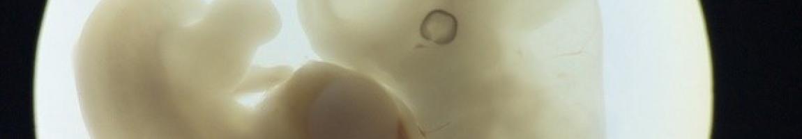 Human Embryology
