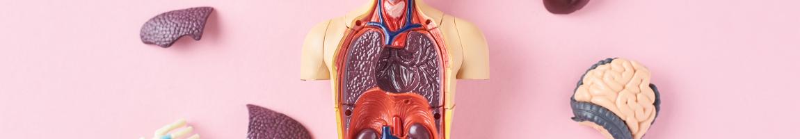 A plastic toy torso sits on a pink background with smaller plastic organs and bones surrounding it.