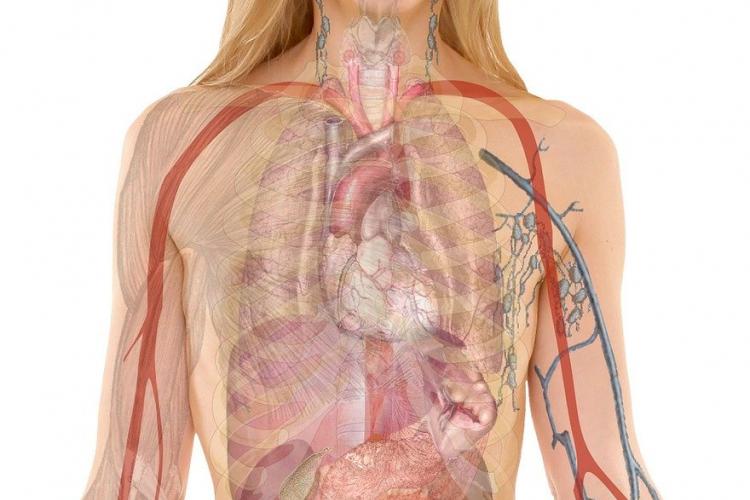 Anat 380 Clinically Relevant Human Anatomy