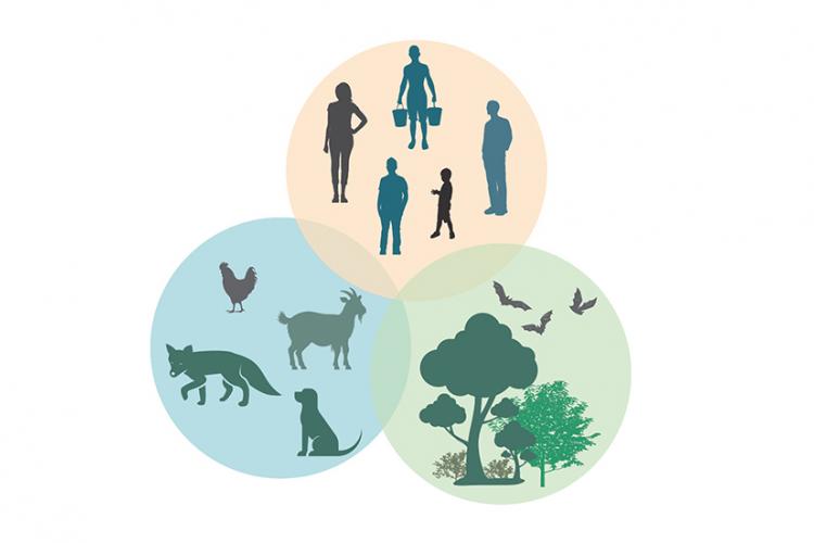 Graphic with three overlapping circles. One circle contains people, one circle contains trees, and the third contains animals.