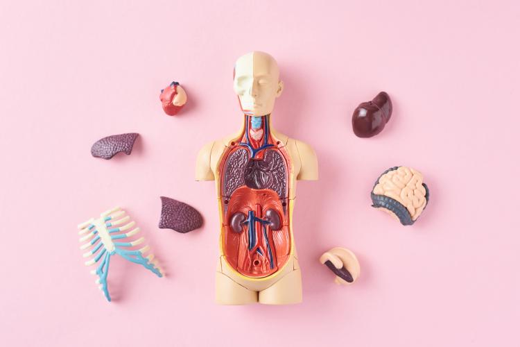 A plastic toy torso sits on a pink background with smaller plastic organs and bones surrounding it.
